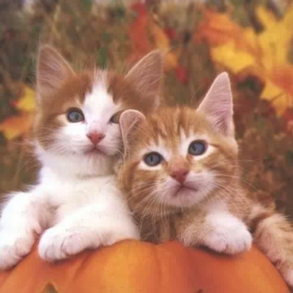 Happy Fall to All! 🐱🍁 - Picture 3 of 3
